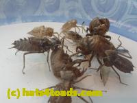 /home//u458753944/public_html/sourcegallery//////////////Insects and small critters/silliness/P1050007.JPG